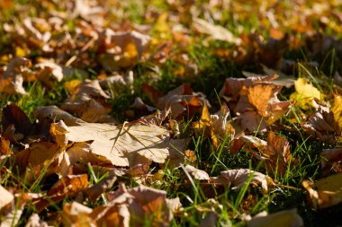 Sonbahar ışığında renkli ağaç yaprağı