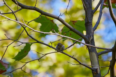 Parktaki bir ağacın dallarında güzel bir kuş.