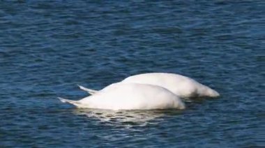 4k, güneşli bir sonbahar gününde suyun üzerindeki kuğu.