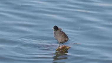4k, (Fulica atra), bir gölün üzerinde bir dalda oturur.