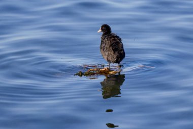 (Fulica atra) Güneşli bir sonbahar gününde, bir göldeki bir ağacın dallarında