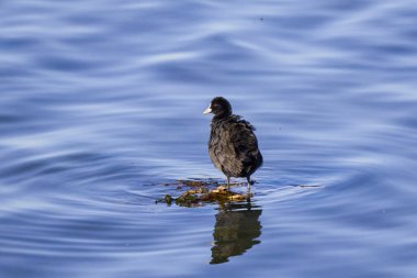 (Fulica atra) Güneşli bir sonbahar gününde, bir göldeki bir ağacın dallarında