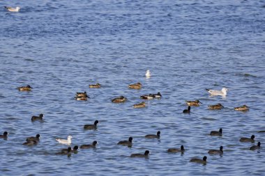 Güneşli bir günde gölde bir grup su kuşu.