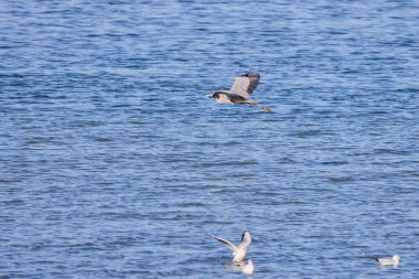 Güneşli bir sonbahar gününde gölün üzerinde uçan büyük balıkçıl.