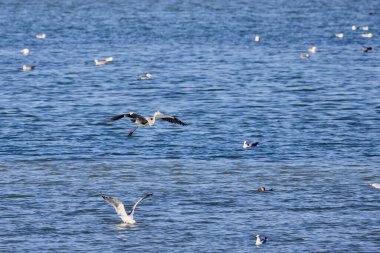 Güneşli bir sonbahar gününde gölün üzerinde uçan büyük balıkçıl.