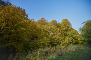 Güneşli bir günde, sonbaharda ormanın olduğu güzel bir manzara.