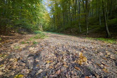 Güneşli bir günde, sonbaharda ormanın olduğu güzel bir manzara.
