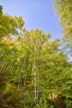 Güneşli bir günde, sonbaharda ormanın olduğu güzel bir manzara.