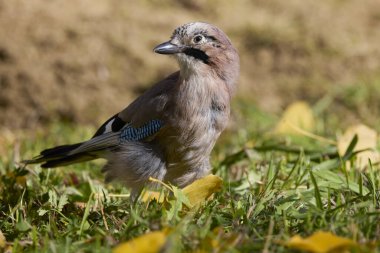 Güneşli bir sonbahar gününde yerde oturan (Garrulus glandarius) ile portre