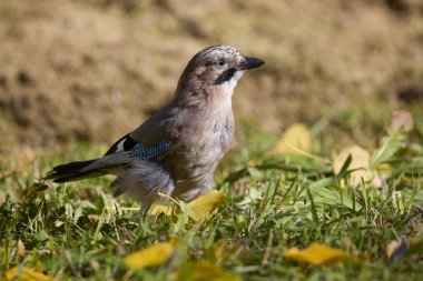 Güneşli bir sonbahar gününde yerde oturan (Garrulus glandarius) ile portre