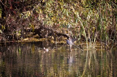 Sonbahar manzarasında bir nehirde küçük bir su kuşu.
