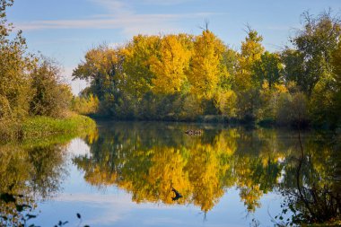 Güneşli bir günde nehirde güzel bir sonbahar manzarası