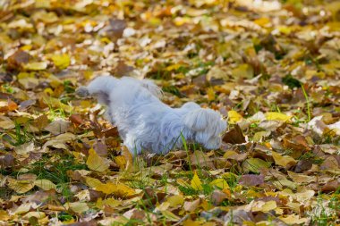 Sonbahar parkındaki yaprakların arasında tüylü beyaz bir köpek.