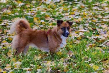 Sonbahar parkındaki yaprakların arasında bir köpek.