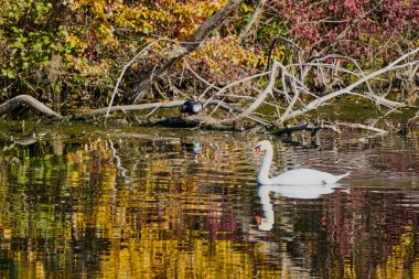 Güzel bir sonbahar gününde nehirdeki kuğu.
