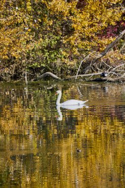 Güzel bir sonbahar gününde nehirdeki kuğu.