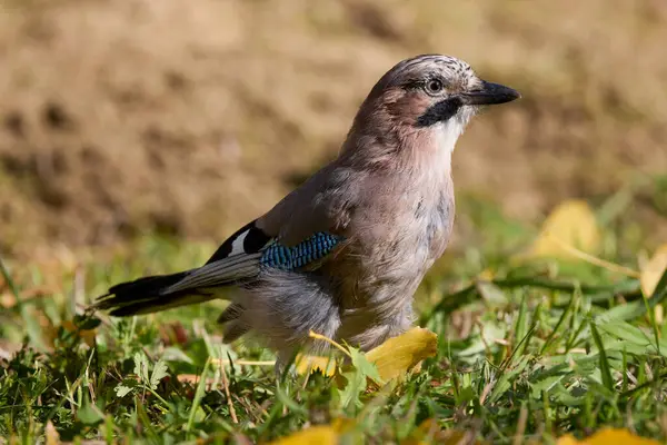 Güneşli bir sonbahar gününde yerde oturan (Garrulus glandarius) ile portre