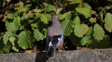 4k, (Garrulus glandarius), yere oturur ve yiyecek arar.