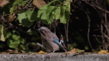 4k, (Garrulus glandarius), yere oturur ve yiyecek arar.