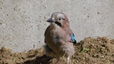 4k, (Garrulus glandarius), yere oturur ve yiyecek arar.