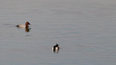 Güneşli bir sonbahar gününde bir gölde vahşi ördek