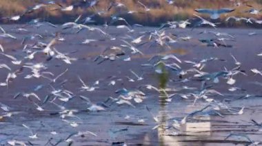Güneşli bir sonbahar gününde gölün üzerinde bir grup martı..