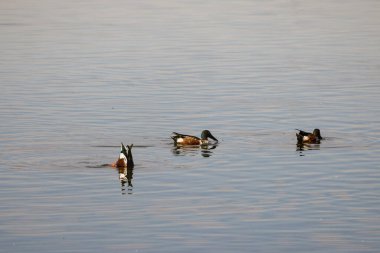 Kuzeyli kürekçi nehirde ördek yüzüyor ve yiyecek arıyor.
