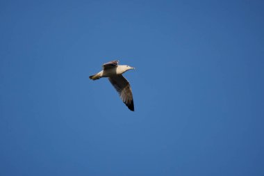 Mavi gökyüzünde uçan martı