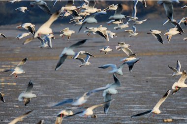 Büyük bir martı grubu gölün üzerinde uçuyor.