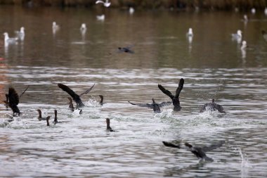 Gölün üzerinde Büyük Karabatak (Phalacrocorax carbo)