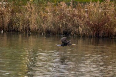 Gölün üzerinde Büyük Karabatak (Phalacrocorax carbo)