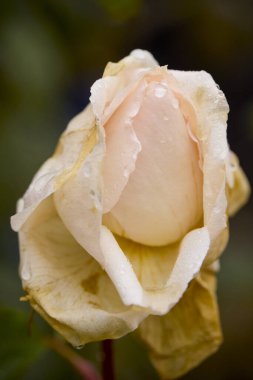 a rose with raindrops on a late autumn day clipart