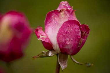 a rose with raindrops on a late autumn day clipart