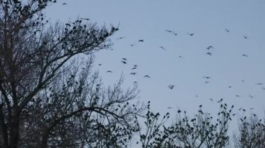 Büyük bir grup karga gecenin geç saatlerinde bir ağacın dallarında filme alındı.