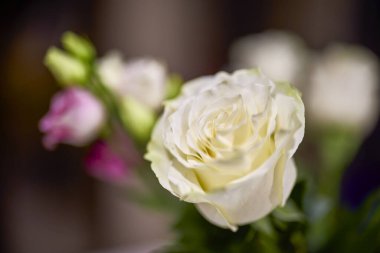 bulanık bir gül ile resim, seçici odak