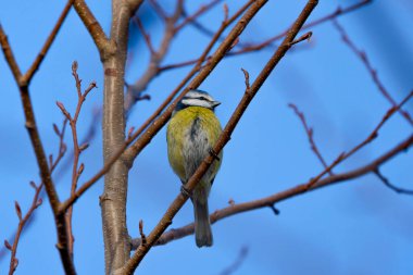 (Cyanistes caeruleus), güneşli bir kış gününde bir ağacın dallarında