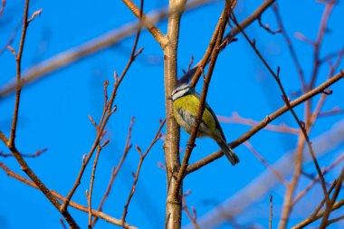 (Cyanistes caeruleus), güneşli bir kış gününde bir ağacın dallarında