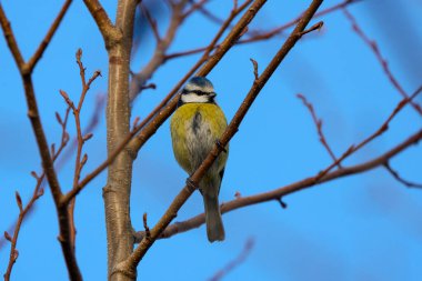 (Cyanistes caeruleus), güneşli bir kış gününde bir ağacın dallarında