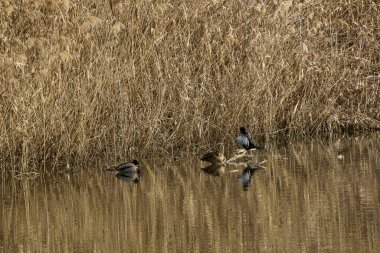 Nehir kıyısında vahşi ördekler