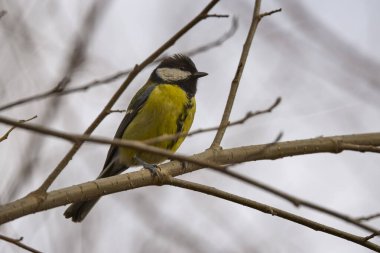 (Cyanistes caeruleus), güneşli bir kış gününde bir ağacın dallarında