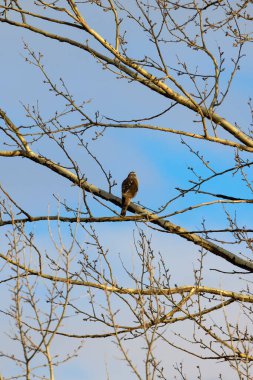 (Güneşli bir kış gününde bir ağacın dallarında
