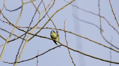 4k, (Cyanistes caeruleus), güneşli bir kış gününde bir ağacın dallarında