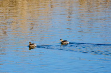 Güneşli bir kış gününde nehirdeki kuşlar