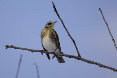 Kış ardıcı (Turdus pilaris) bir ağaç dalına tünemiştir.