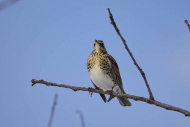 Kış ardıcı (Turdus pilaris) bir ağaç dalına tünemiştir.
