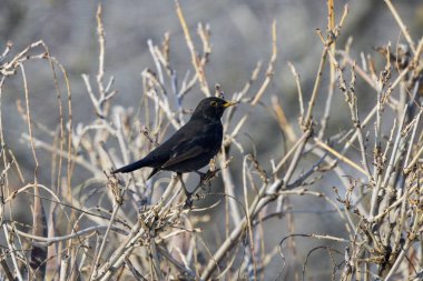 (Turdus Merula) Pirakanta portakal kıvılcımında meyve arıyor.