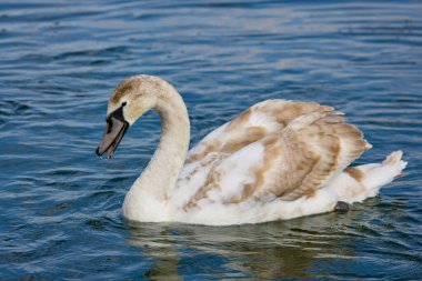 Nehirdeki bir kuğuya yaklaş