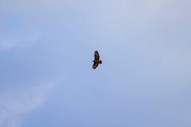 Gökyüzüne doğru uzanan kanatları olan bir kartal