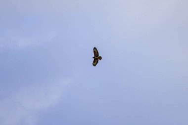 Gökyüzüne doğru uzanan kanatları olan bir kartal