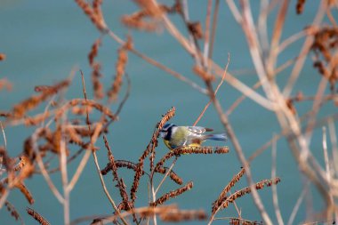 blue tit on the branches of a tree